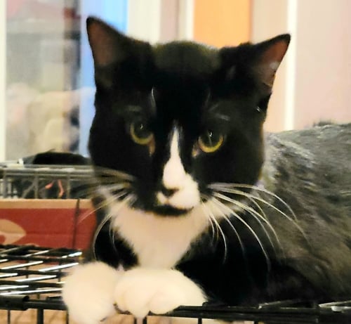 ATLAS - Bombay available for adoption