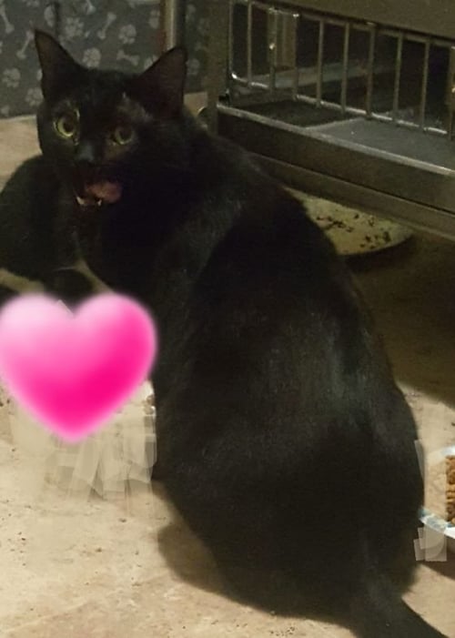 PINK PANTHER - Bombay available for adoption