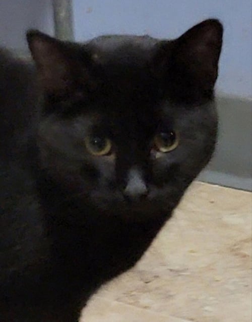 A LA VANNA - Bombay available for adoption