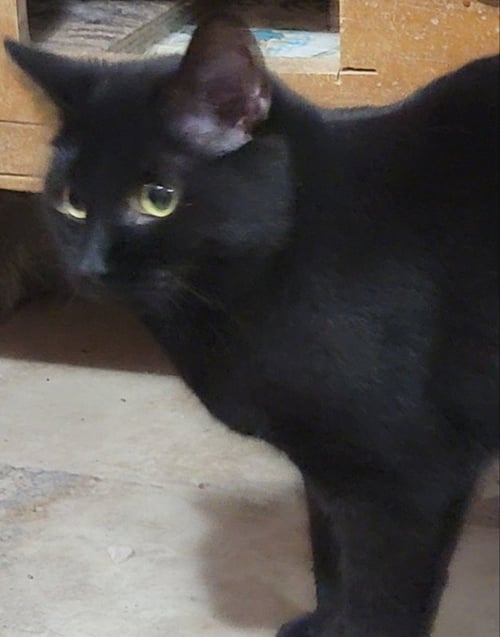 A LA VANNA - Bombay available for adoption