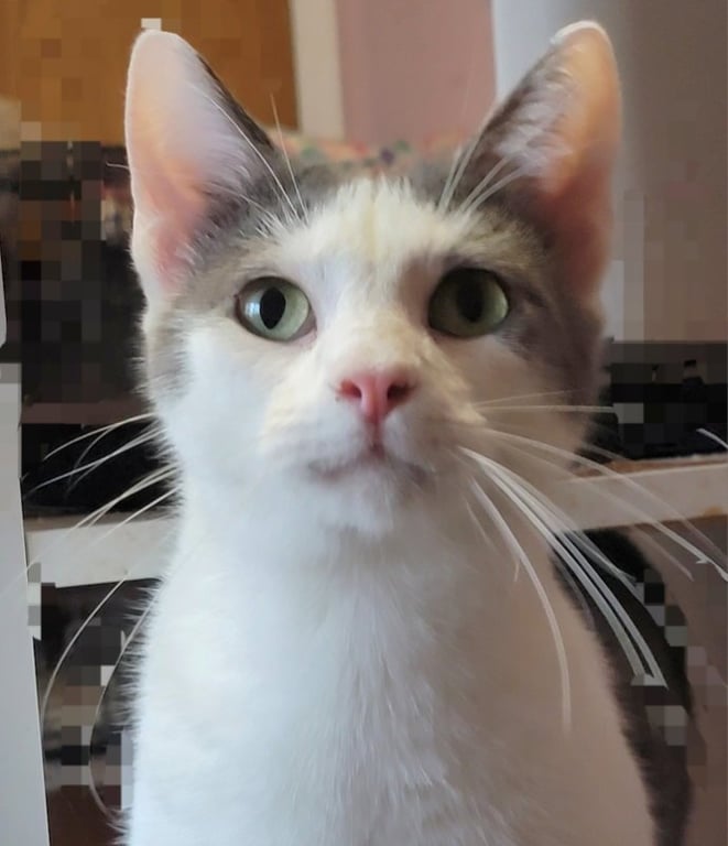 Carl Image