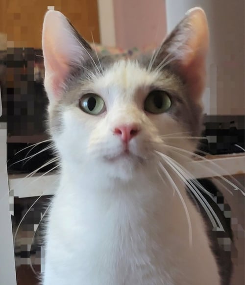 CARL - Oriental Short Hair available for adoption