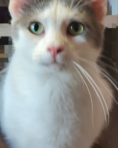 CARL - Oriental Short Hair available for adoption