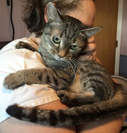 BREEZY TIZZY - Abyssinian / Bengal available for adoption