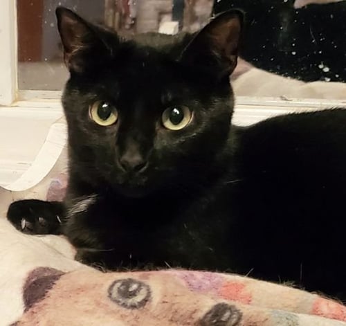 ABBA - Bombay available for adoption