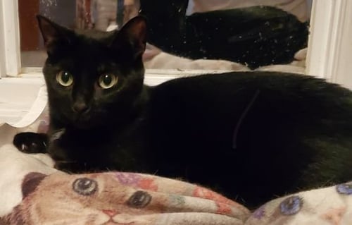 ABBA - Bombay available for adoption