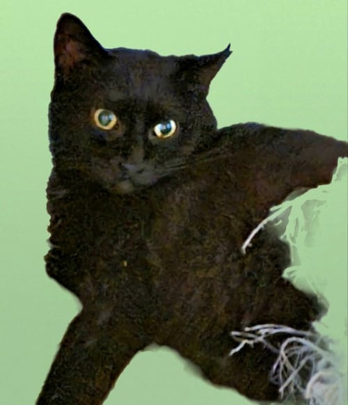 BLISSY - Bombay available for adoption