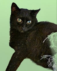 Blissy - Photo 3