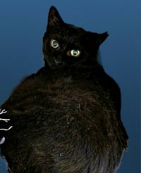 Blissy - Photo 2