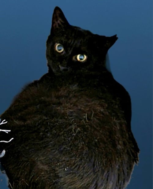 BLISSY - Bombay available for adoption