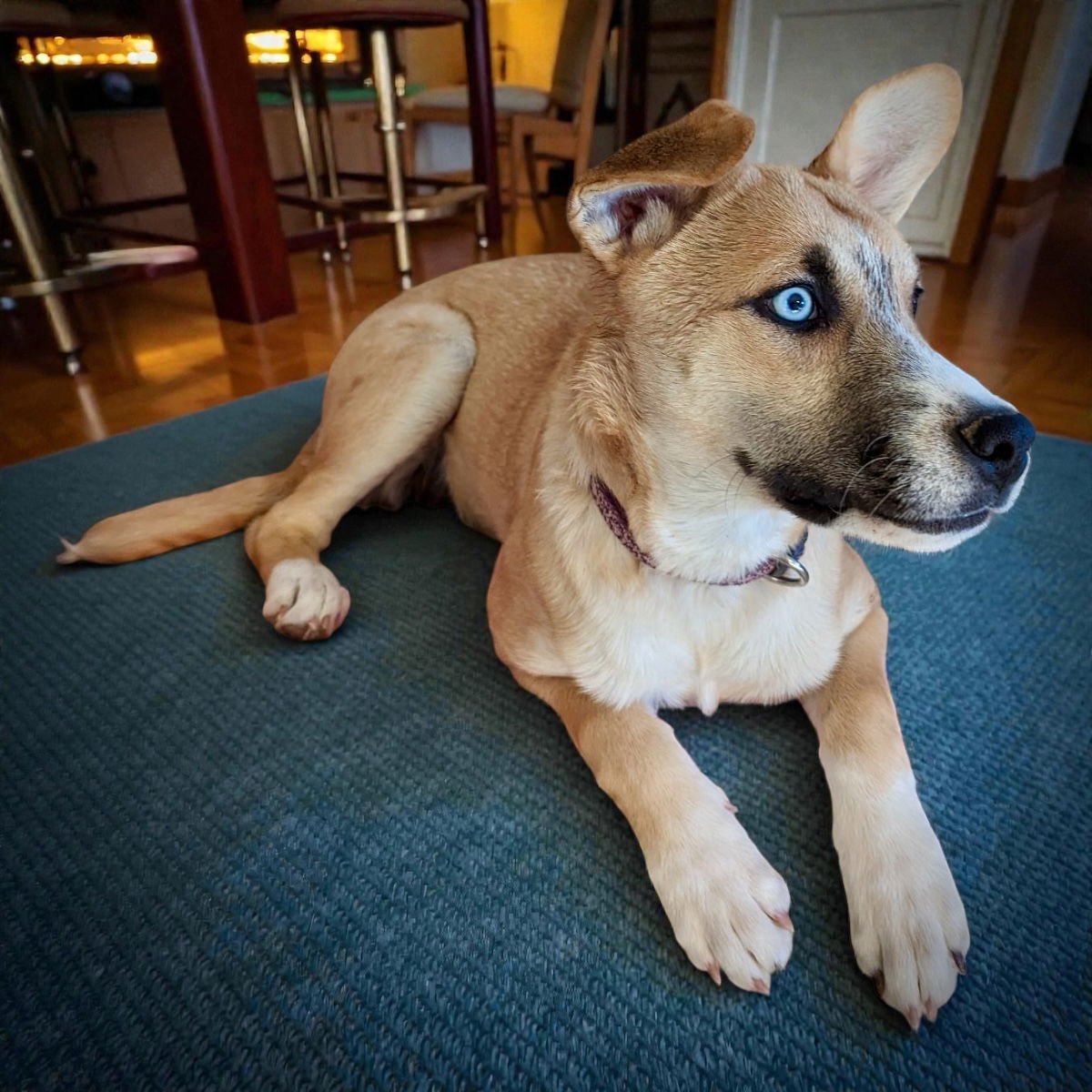 SADIE - Labrador Retriever / Husky available for adoption