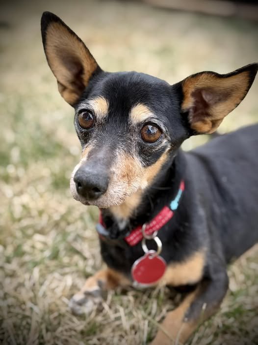 JAKE - Chihuahua for adoption in Colorado Springs