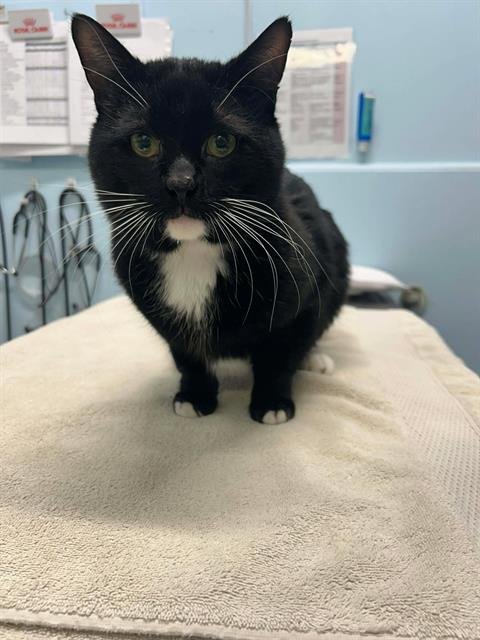 BUTLER - Domestic Short Hair available for adoption