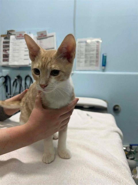 ILYA - Domestic Short Hair available for adoption