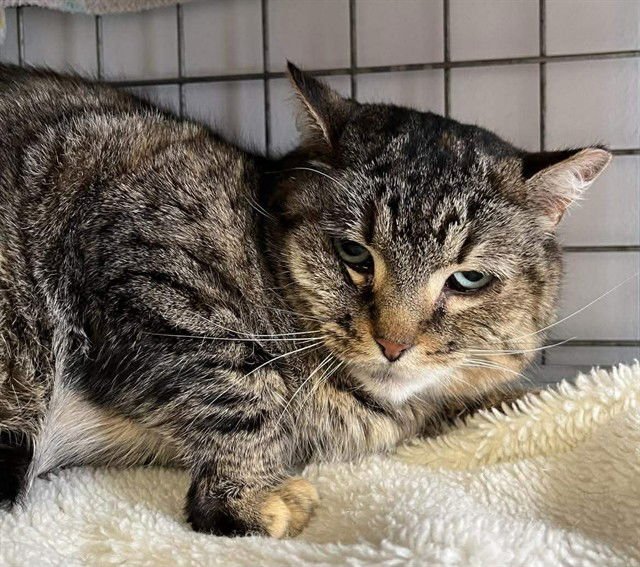 WINDMILL - Domestic Short Hair available for adoption