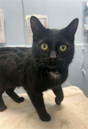 GOMEZ - Domestic Short Hair available for adoption