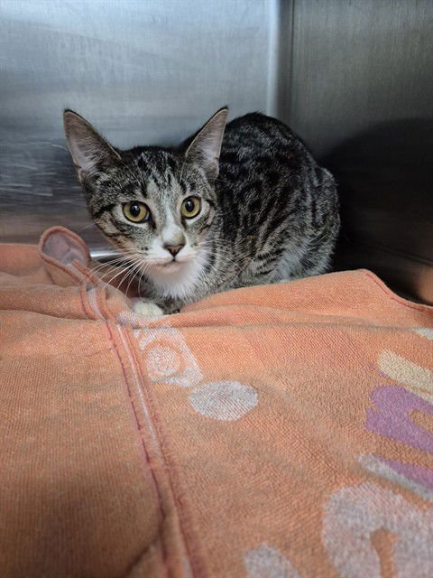 VIOLET - Domestic Short Hair available for adoption