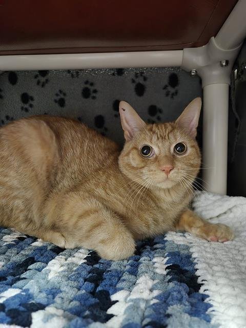 ELLIOT - Domestic Short Hair available for adoption