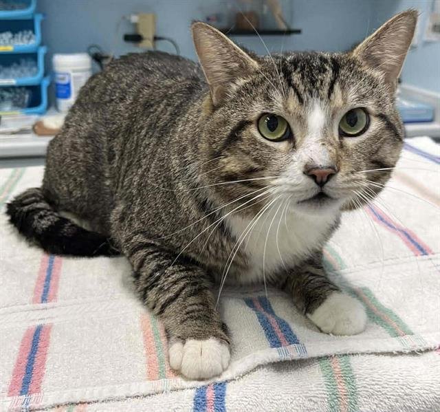 SMOKES - Domestic Short Hair available for adoption