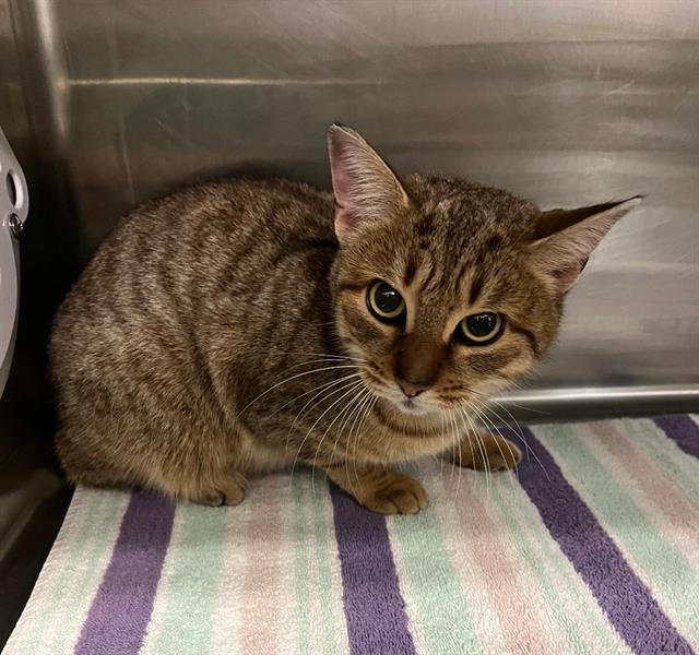 LIBBY - Domestic Short Hair available for adoption