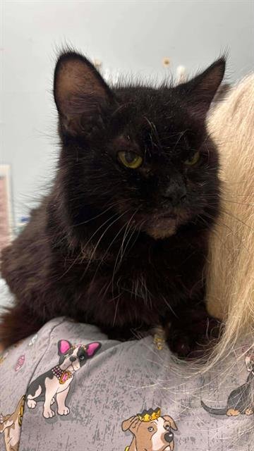 ALMA - Domestic Short Hair available for adoption