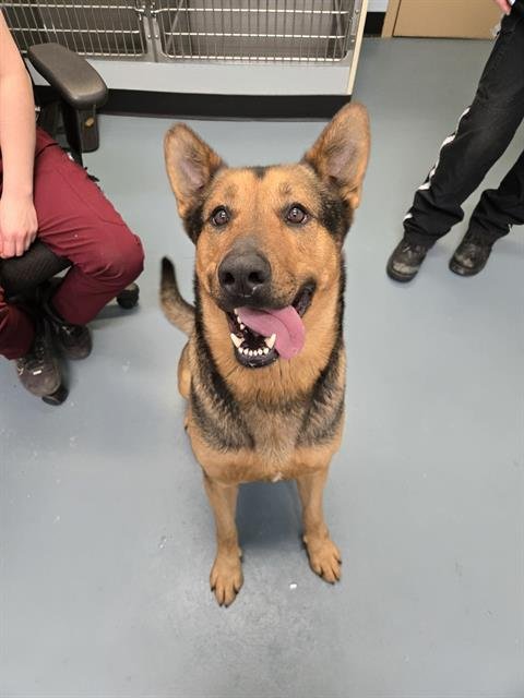 EPIK - German Shepherd Dog / Labrador Retriever available for adoption