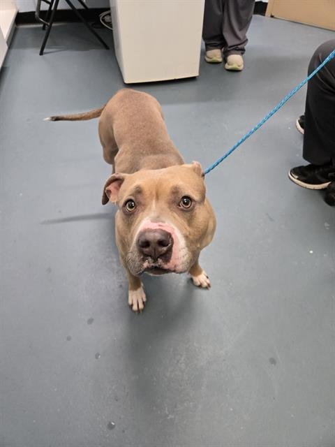 VEGAS - American Bulldog available for adoption