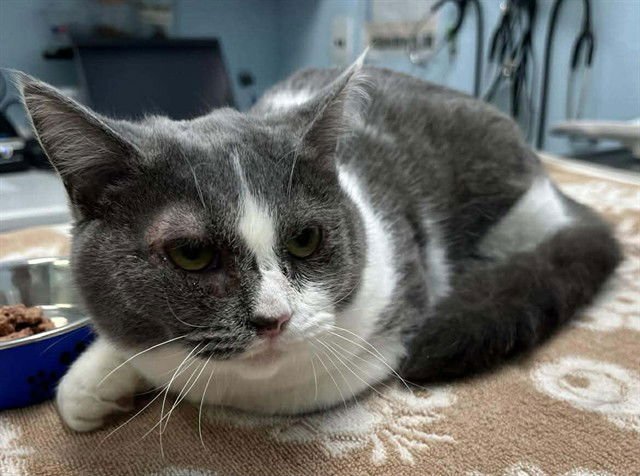 WHIMSY - Domestic Short Hair available for adoption