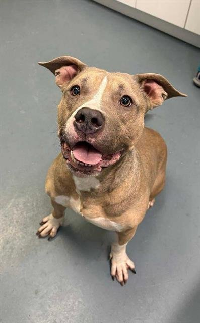 MIAMI - American Bulldog available for adoption