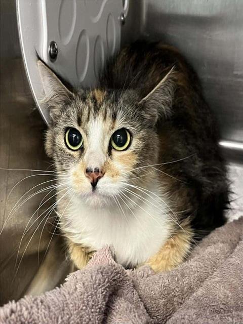 TUNDRA - Domestic Medium Hair available for adoption