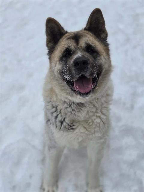 TOKYO - Akita available for adoption