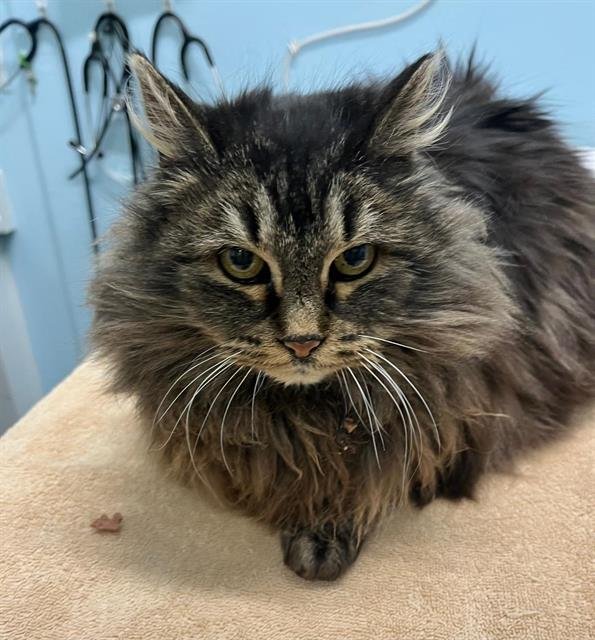 ROLO - Domestic Medium Hair available for adoption