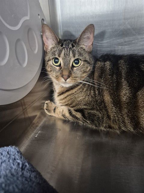 SAKURA - Domestic Short Hair available for adoption