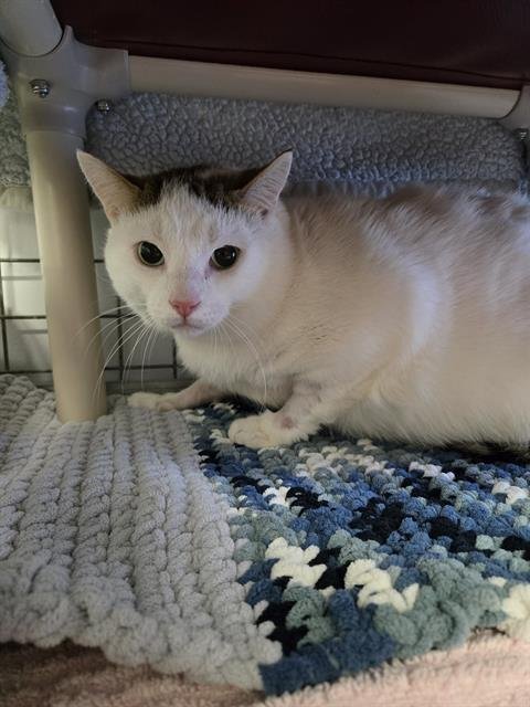 COLEMAN - Domestic Short Hair available for adoption