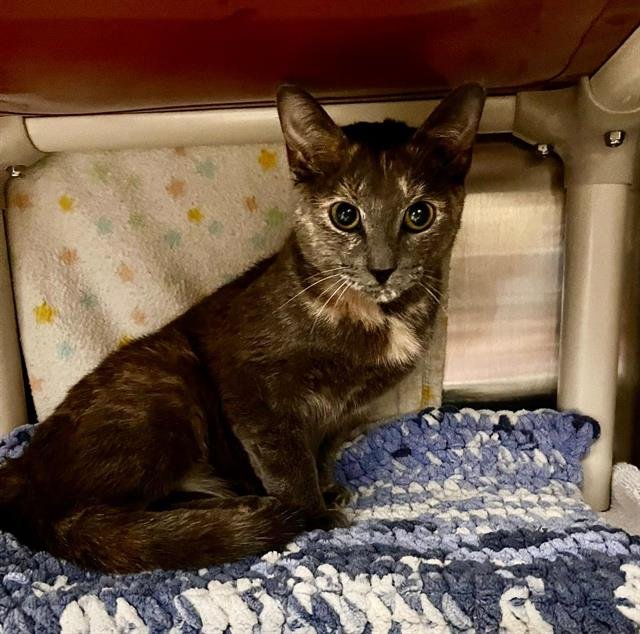 TULIP - Domestic Short Hair available for adoption