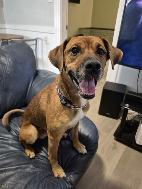 CHARLIE BROWN - Redbone Coonhound / Beagle available for adoption