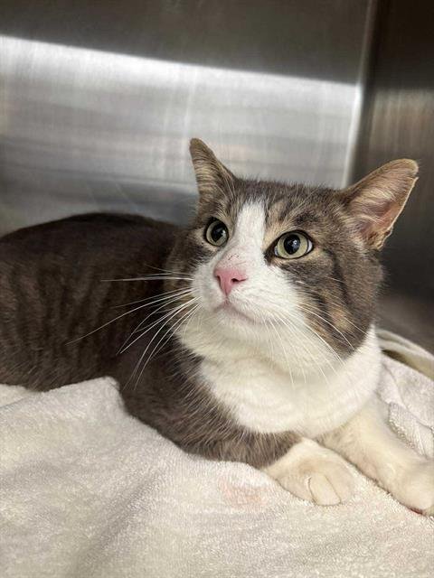 CASPIAN - Domestic Short Hair available for adoption