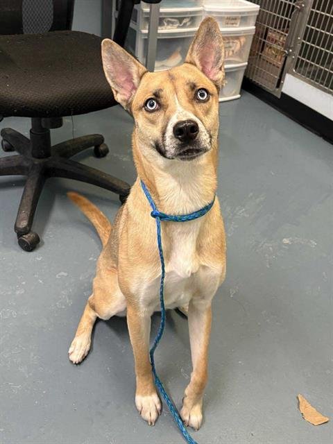 SAPPHIRE - German Shepherd Dog / Siberian Husky available for adoption