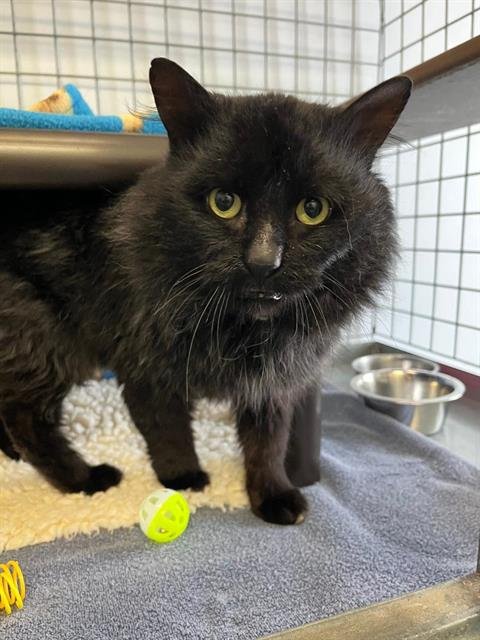 ZORRO - Domestic Medium Hair available for adoption