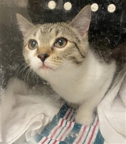 CARBONARA - Domestic Short Hair available for adoption