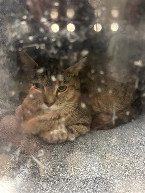 JESSICA - Domestic Short Hair for adoption in Nashville