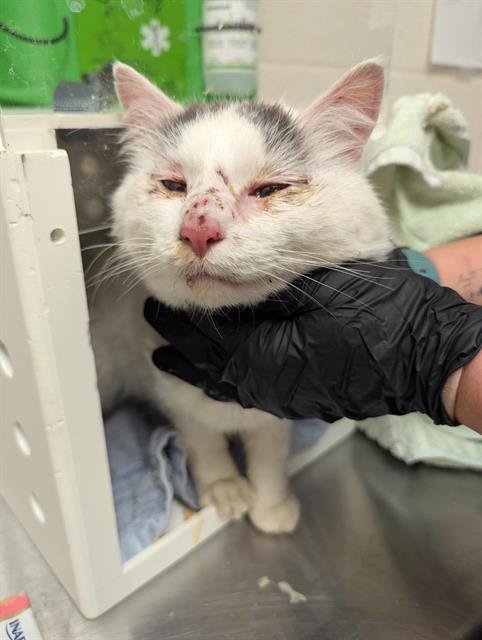 DIMITRI - Domestic Medium Hair available for adoption