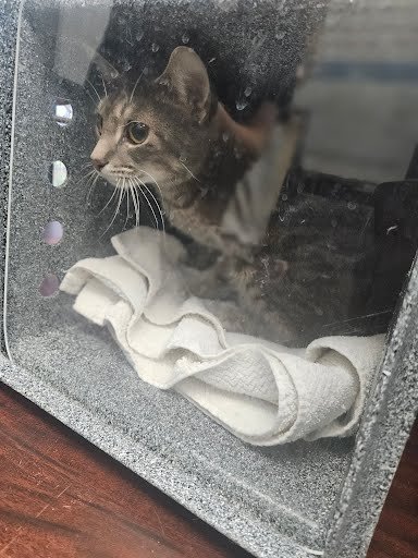 A450668 - Domestic Short Hair available for adoption