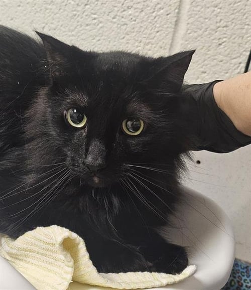 GUAPO - Domestic Long Hair for adoption in Nashville