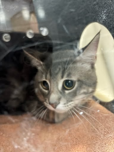 COOKIE - Domestic Short Hair for adoption in Murfreesboro