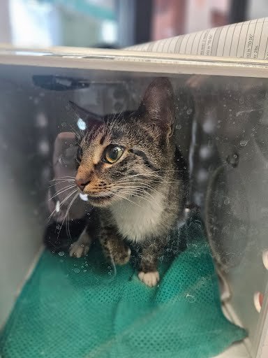 BUNNY - Domestic Short Hair available for adoption