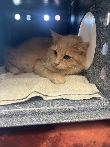 WEDNESDAY - Domestic Medium Hair for adoption in Nashville