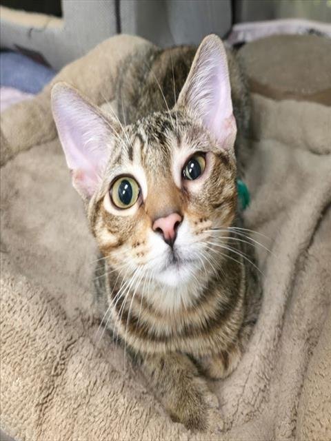 VITUS - Domestic Short Hair for adoption in Nashville