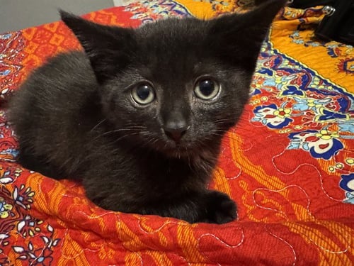 EDDIE - Domestic Short Hair for adoption in Nashville