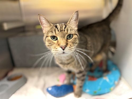 FRANKIE - Domestic Short Hair available for adoption